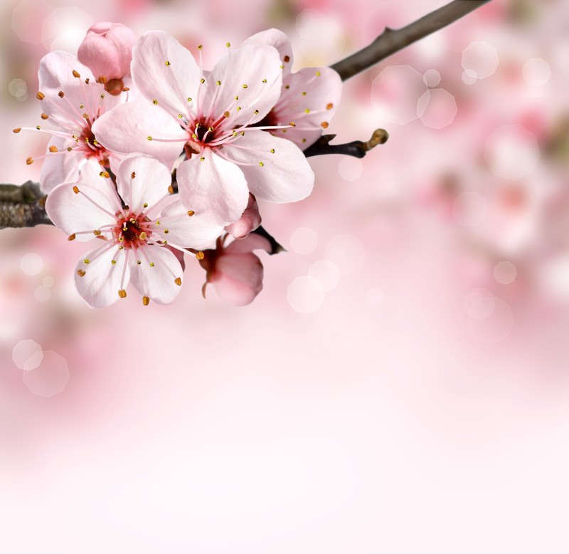 nature, branch, blossoms