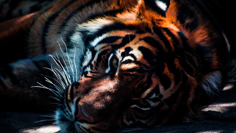 photography, tiger, animals, big cats, orange, dappled sunlight