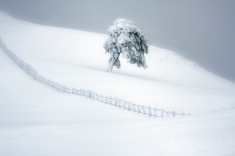 trees, snow, winter, landscape