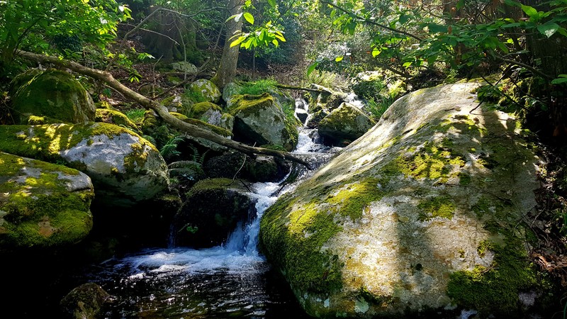 nature, water, river, stream, dappled sunlight, green, moss, forest, rocks