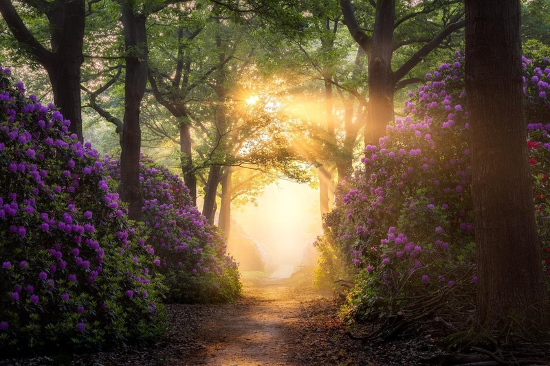 Rhododendron, flowers, walkway, path, sunlight, trees, plants, dirt, nature, Netherlands