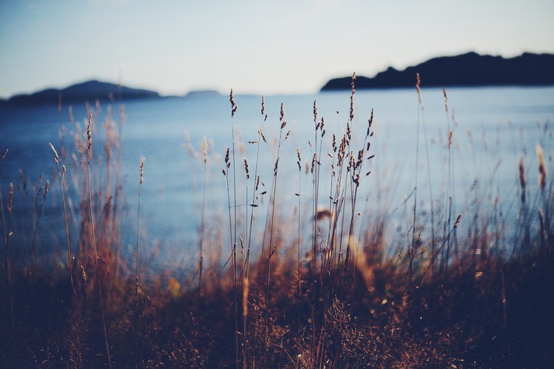 nature, photography, depth of field