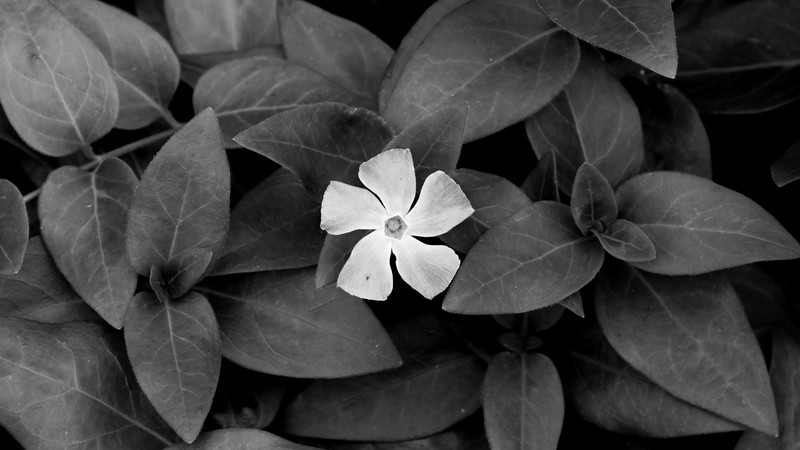 nature, monochrome, plants, leaves, flowers