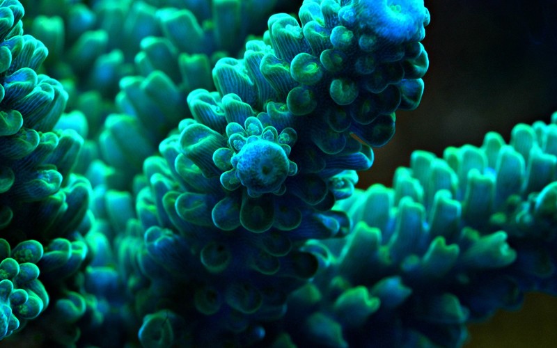 sea, sea anemones, underwater, macro, turquoise, blue, green