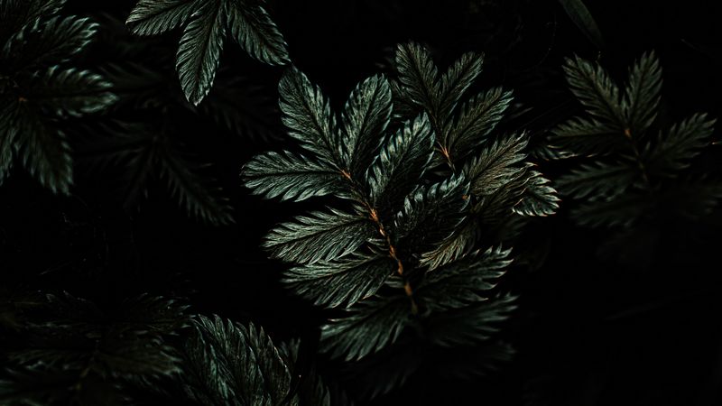 leaves, branches, dark, green, plant, 4k