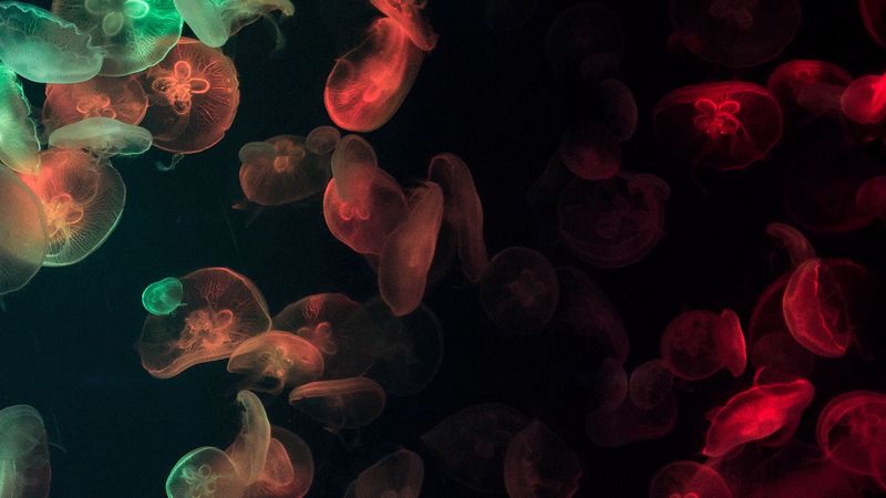 jellyfish, underwater, glow, colorful, dark, 4k
