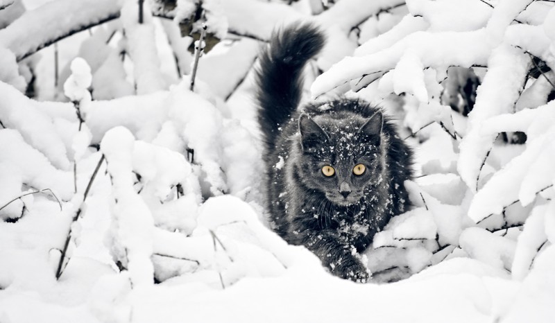 cats, snow, animals, nature