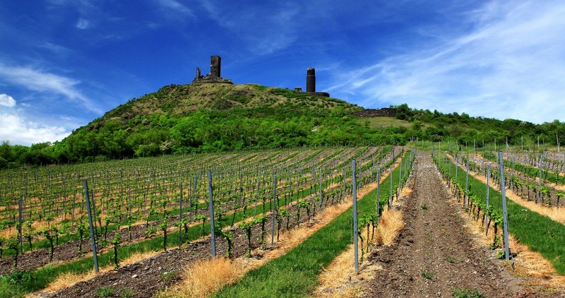 nature, landscape, Czech Republic, castle, ruin, hill, field, vineyard, trees, clouds, tower