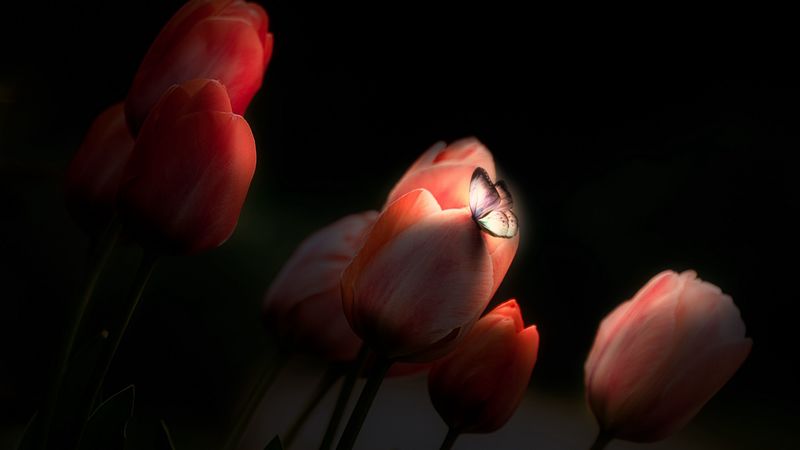 tulips, butterfly, glow, flowers, night, 4k