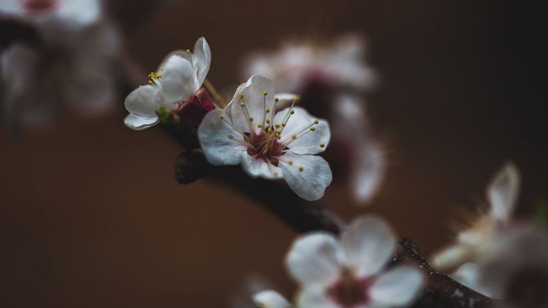 flower, sakura, cherry, bloom, macro, 4k