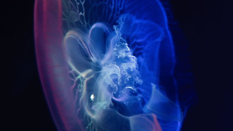 jellyfish, glow, transparent, water, underwater, 4k