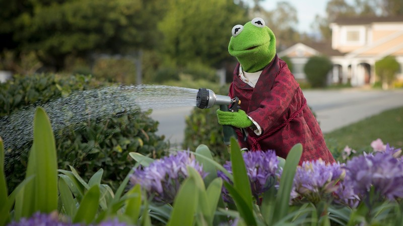 Kermit the Frog, flowers, Sesame Street, The Muppets