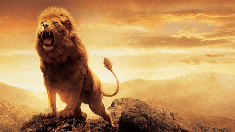 nature, The Chronicles of Narnia, lion