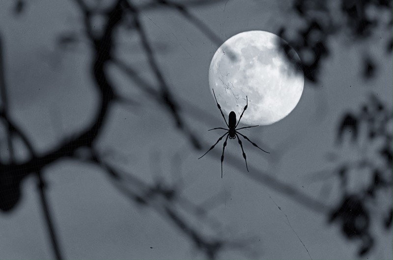moon phases, clouds, night, nature, spider, Moon, gray
