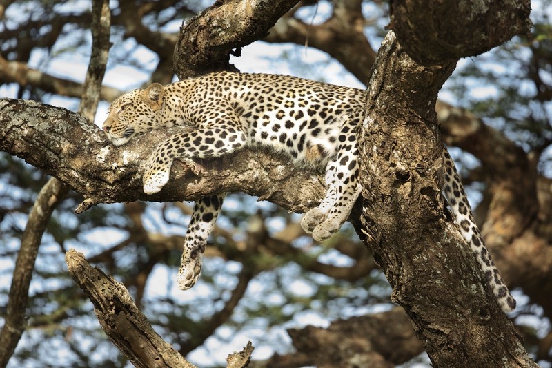 leopard (animal), big cats, animals