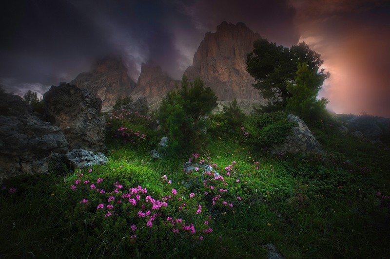 dark, nature, plants, mountains