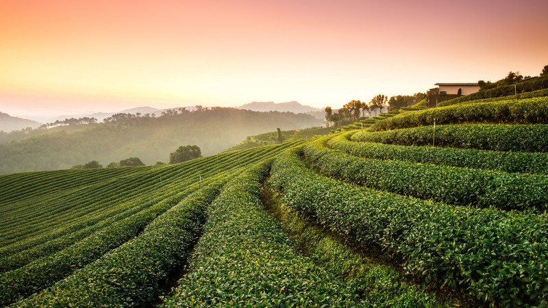 nature, tea, field, tea plant, plants