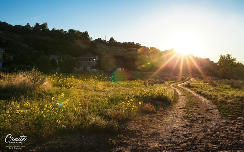 summer, sunrise, nature