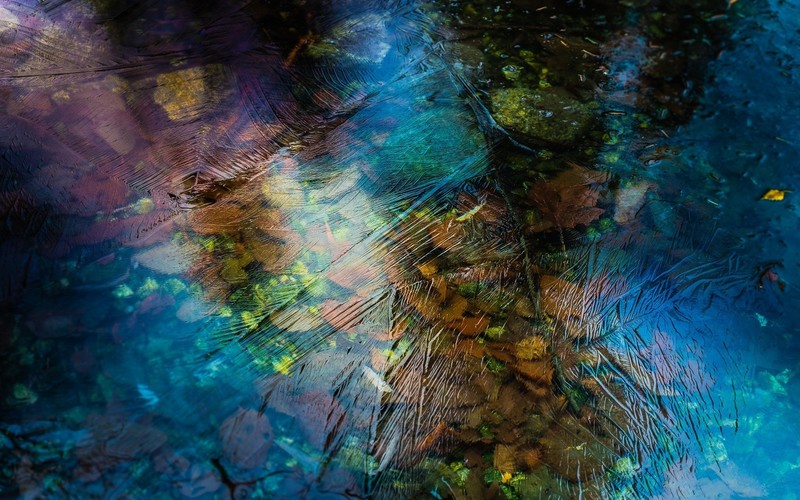 water, ice, leaves, winter, nature
