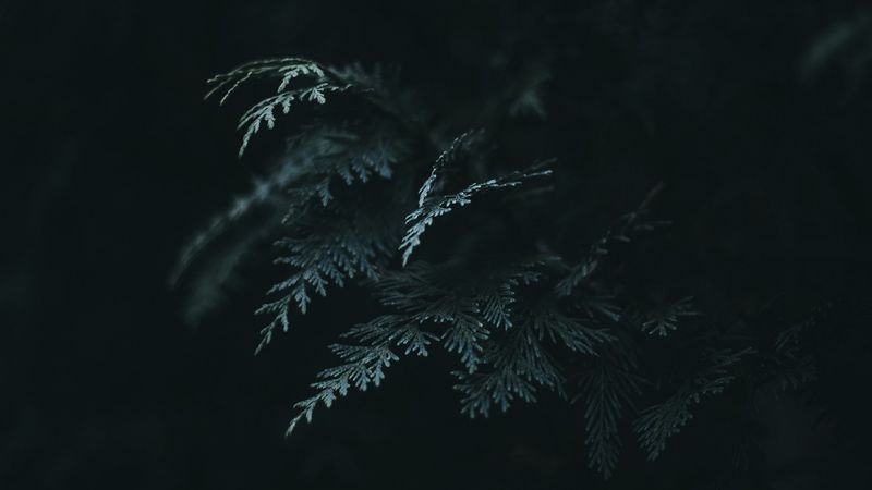 branch, thuja, needles, dark, green, 4k