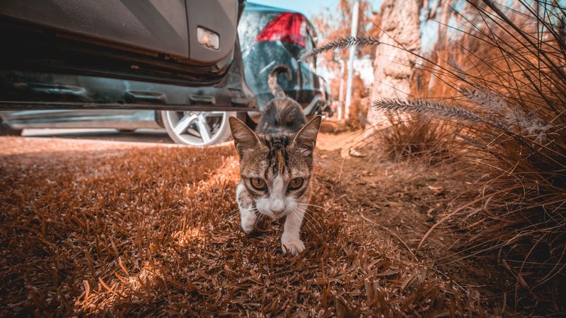 cat, walk, glance, grass, 4k