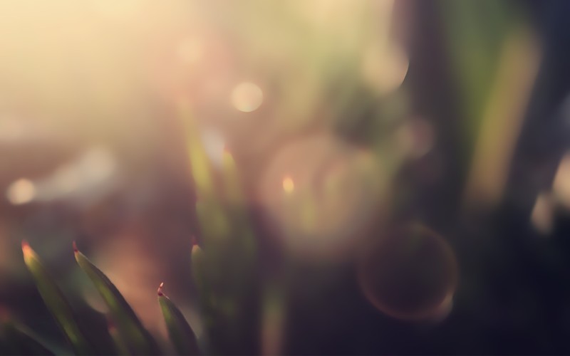 nature, closeup, macro, plants, bokeh