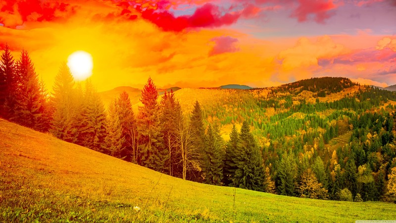 forest, nature, sunrise
