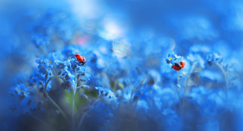 ladybugs, insect, blue, flowers, plants, animals, cyan, macro