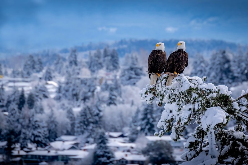 nature, winter, animals, birds, snow, eagle