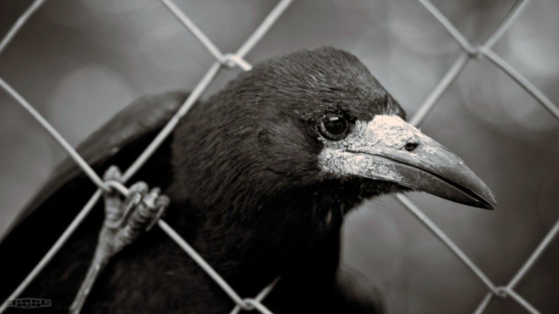 photography, animals, birds, beak