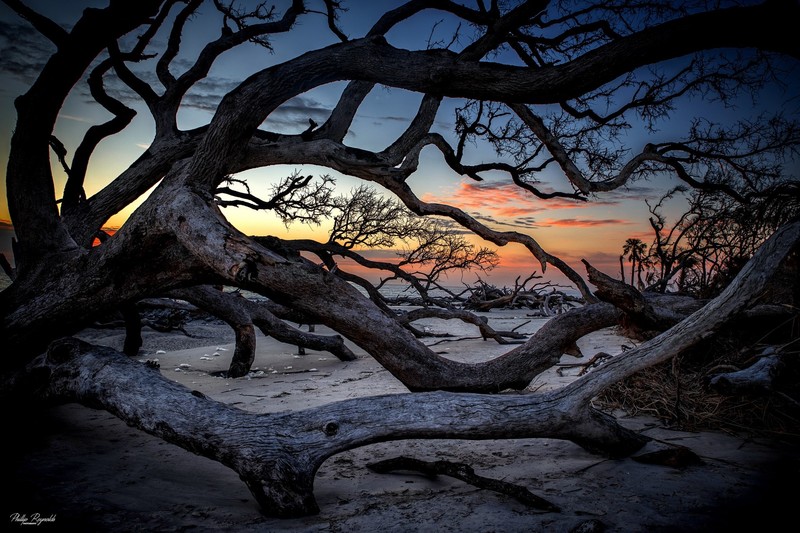 dark, winter, snow, trees, landscape