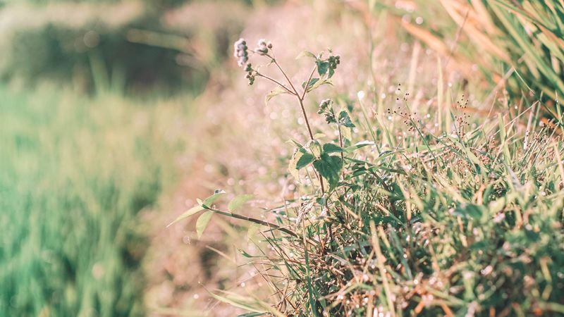 grass, dew, sunlight, plants, flowering, 4k