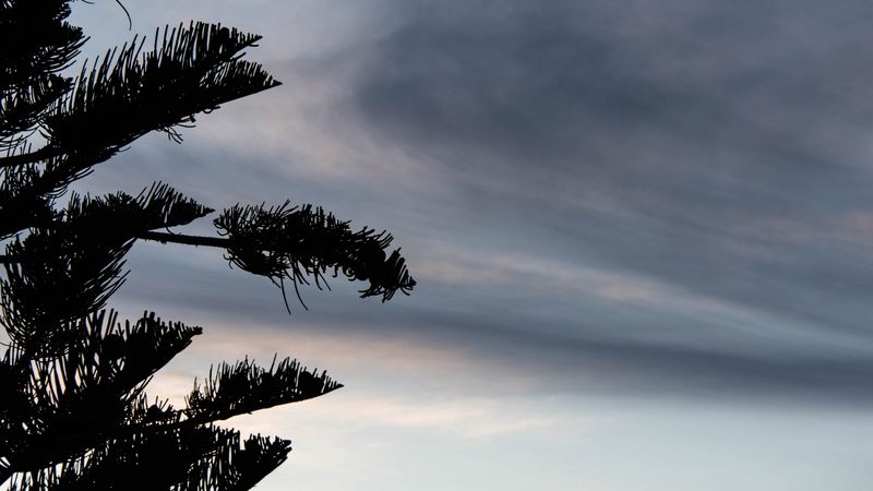 tree, silhouette, dusk, dark, 4k
