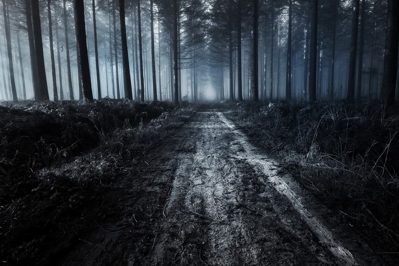 dark, forest, dirt road, trees, nature