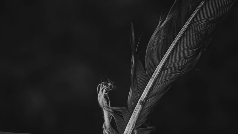 feather, bw, macro, closeup, 4k