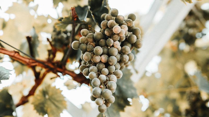 grapes, bunch, ripe, vine, leaves, 4k