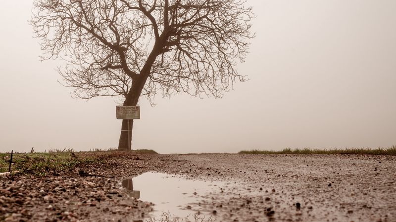 tree, puddle, fog, reflection, wet, 4k