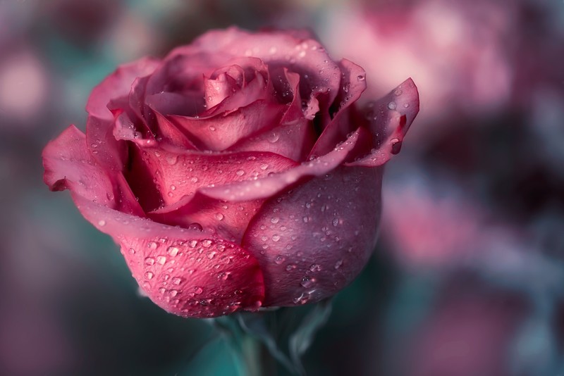 rose, flowers, plants