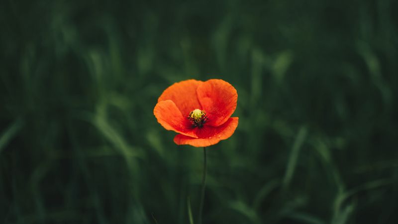 poppy, flower, petals, grass, 4k