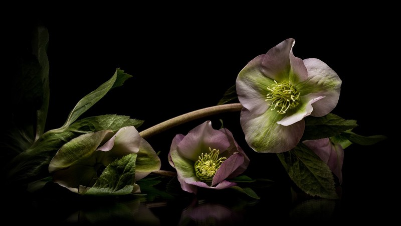 flowers, plants, simple background, leaves