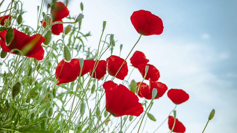 poppies, flowers, red, plant, bloom, 4k