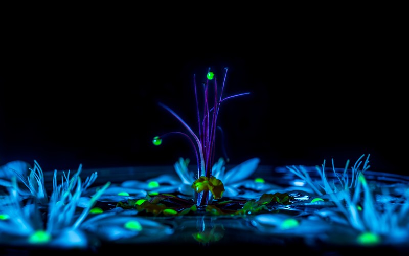 psychedelic, trippy, digital art, plants, dark