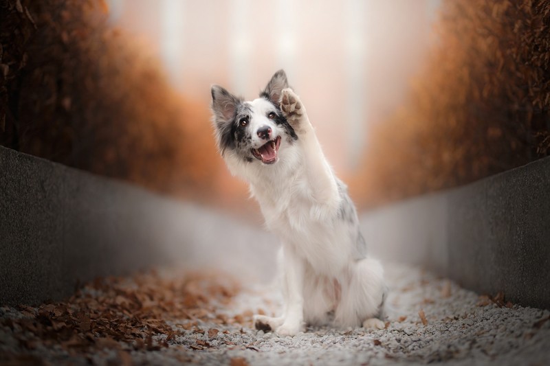 dog, animals, outdoors, bokeh
