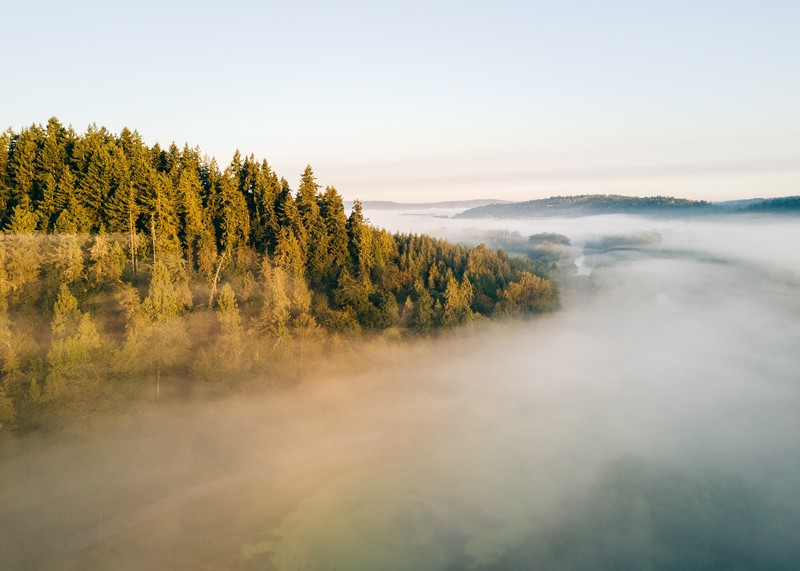 forest, landscape, mist, nature