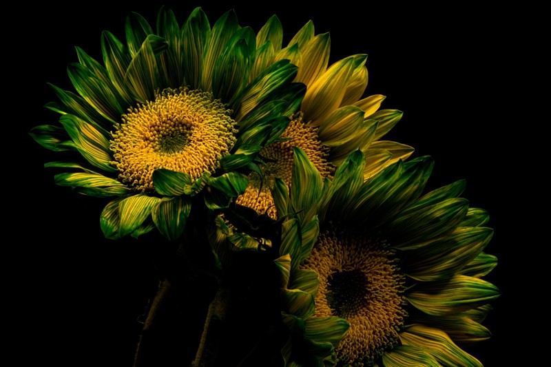 plants, flowers, green, yellow flowers