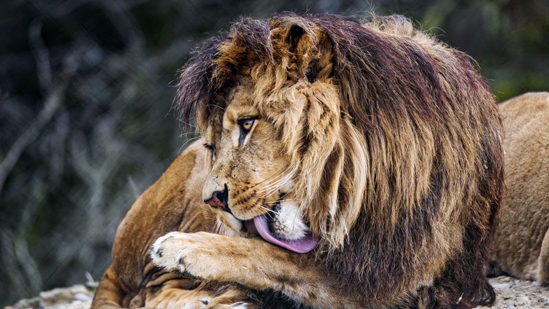 lion, big cat, protruding tongue, predator, 4k