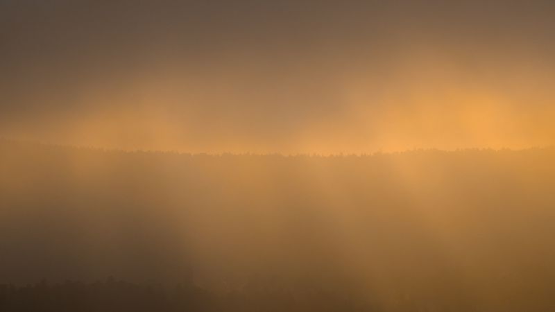 forest, fog, gloom, sunlight, dark, 4k