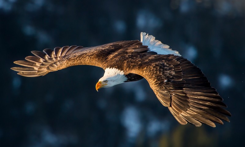 eagle, animals, birds, Fly