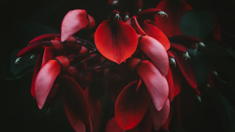 flowers, red, dark, plant, bloom, 4k
