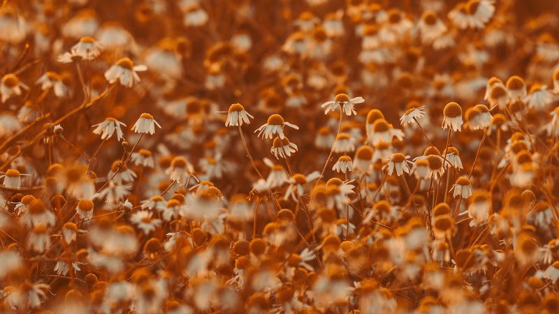 chamomile, flowers, field, bloom, sunlight, 4k